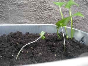 sprouts of zinnas, baby's breath and ivy