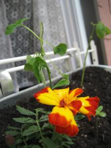 Marigolds, peas and zinnas.