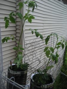 tomatoes and marigolds