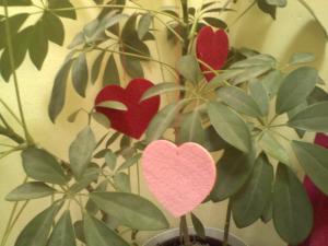 Felt hearts hanging in the plant.