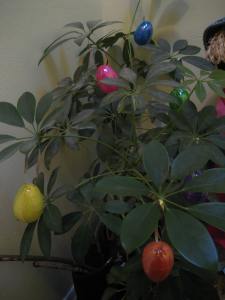 An Easter tree - the hall plant decorated with the rest of the hanging Easter eggs.