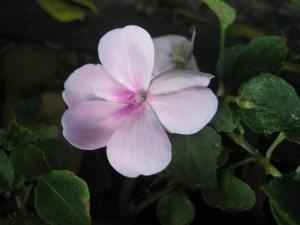 Impatiens will always make me think of my grandmother.