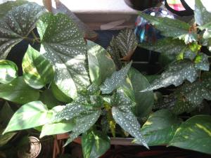 My Nanny's angel wing begonia.