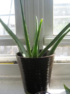 Our new aloe.