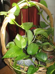 More from the original philodendron plant.