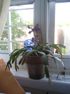 A Christmas cactus given me by a friend. I wish I had my grandmother's cactus.