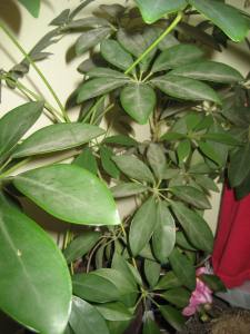 Umbrella tree given me when my grandmother died.